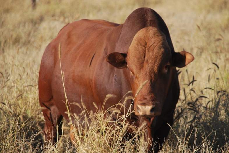 afrikaner-cattle-14-786x526