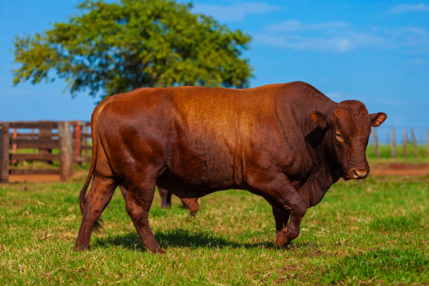 beautiful breeding bull of the Bonsmara breed in the farm corral