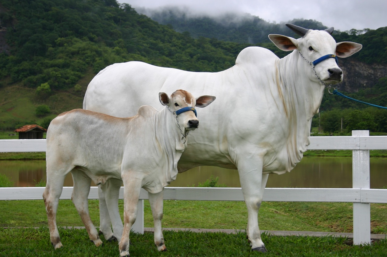 cow-2068851_1280