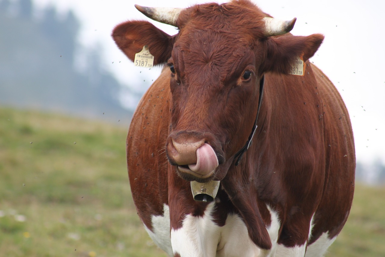 cow-4648973_1280