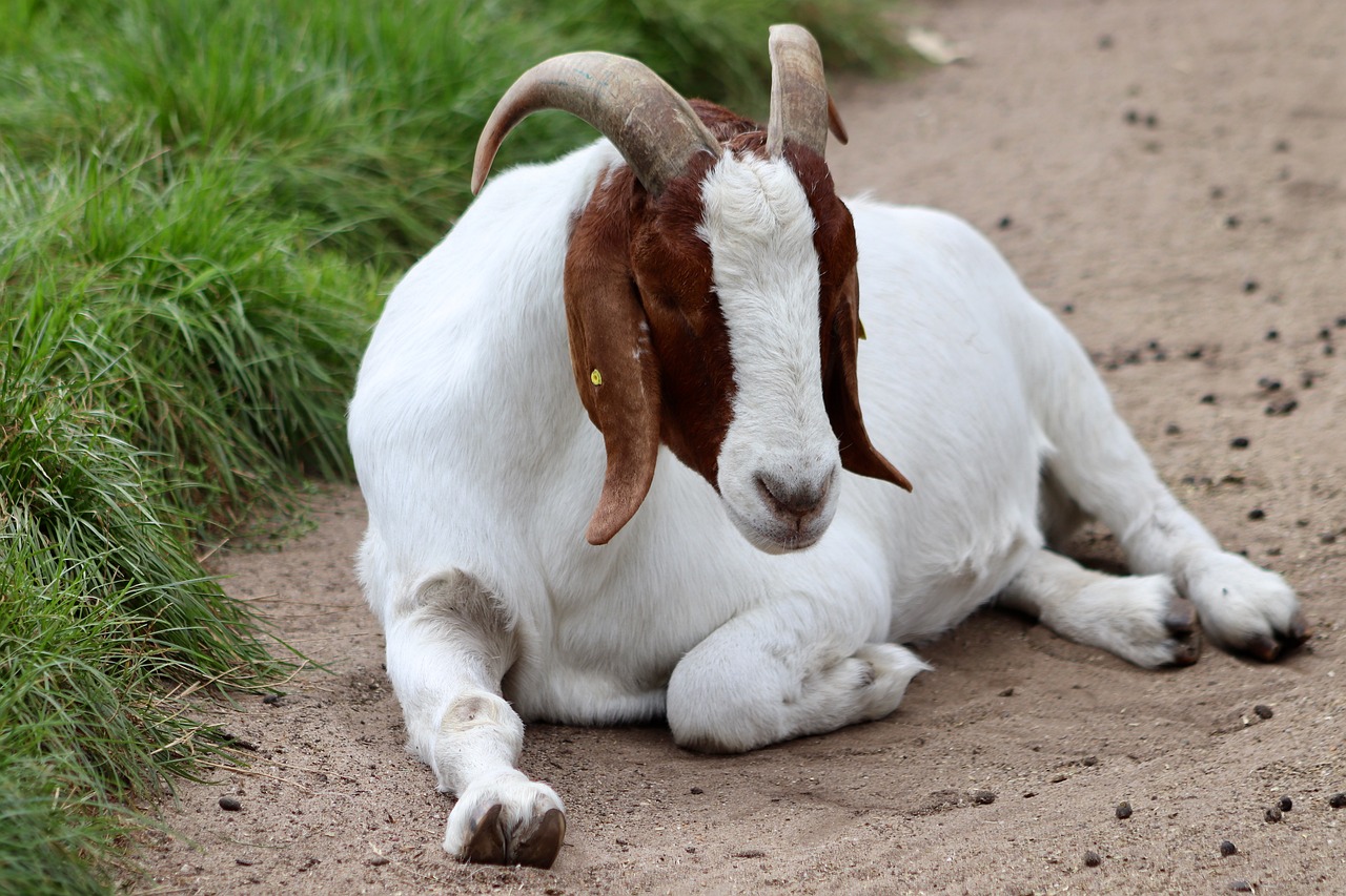 goat-7506792_1280