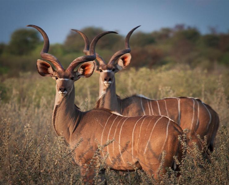 kudu2