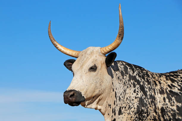 Portrait of a Nguni  cow - indigenous cattle breed of South Africa