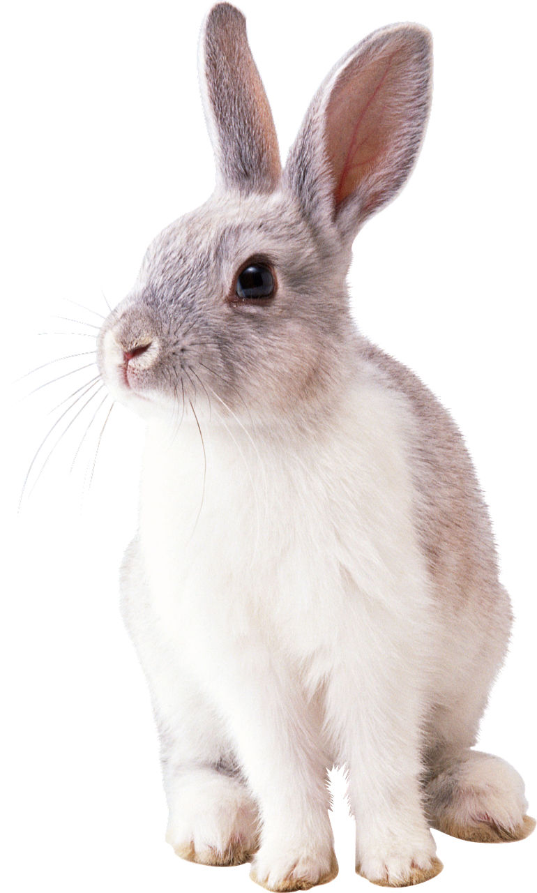 rabbit-2649157_1280